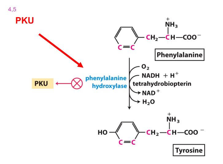 <p>PKU Diagram at the main recation</p>
