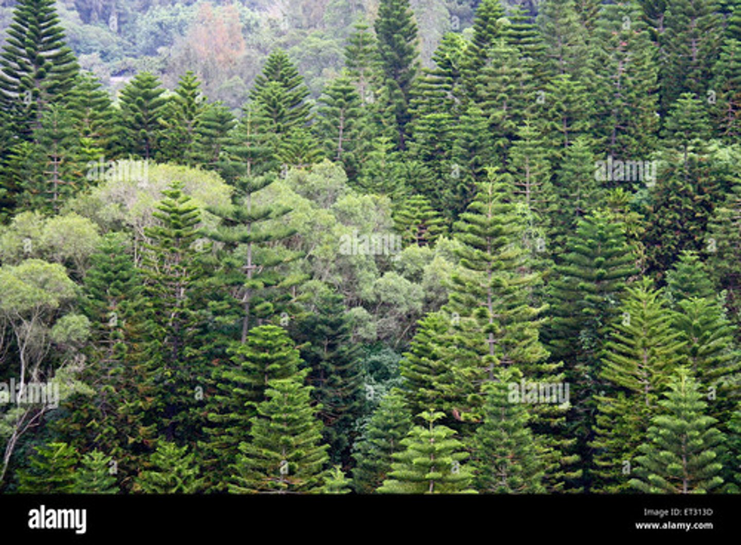 <p>- trees can no longer be supported, giving rise to tundra</p><p>- shorter growing season and greater temperature extremes</p>
