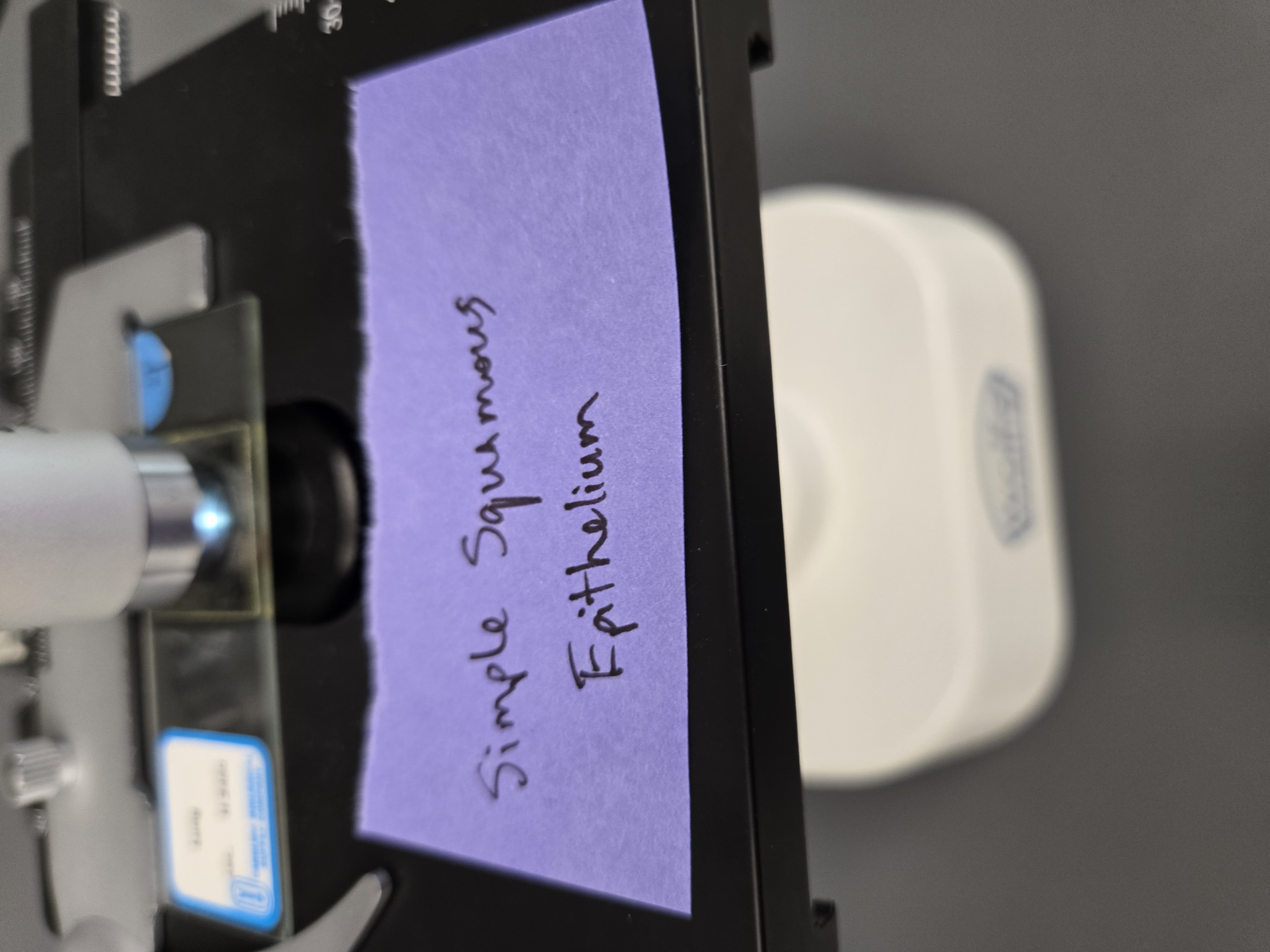 <p>Simple squamous epithelium</p><p><strong>Location</strong>:&nbsp;type I alveoli cells</p><p><strong>Function</strong>:&nbsp;facilitate gas exchange</p>