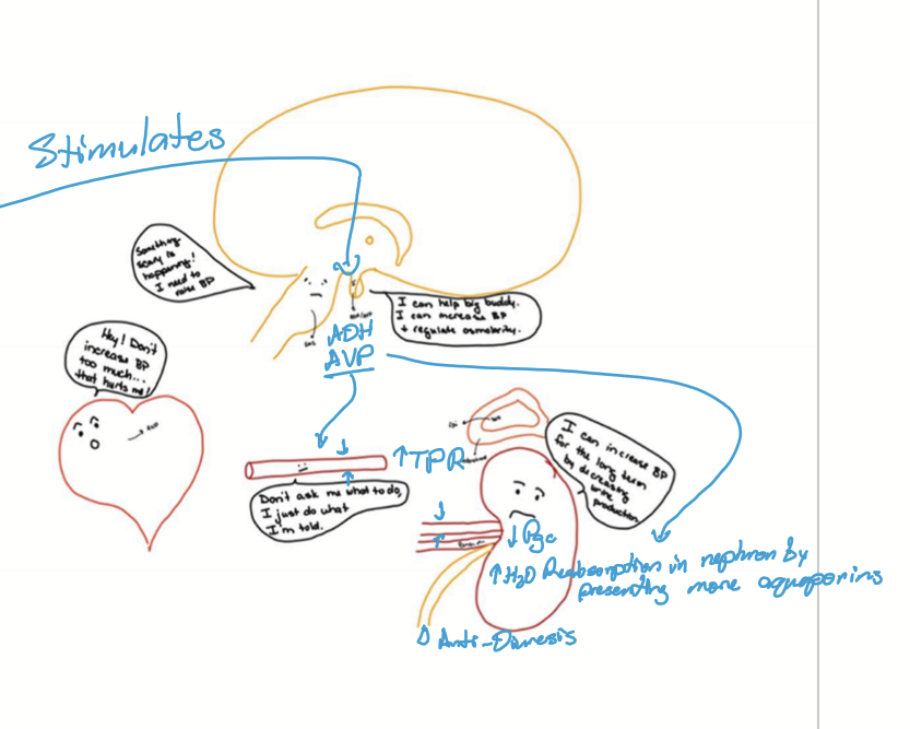 <p>ADH and AVP is secreted when there is low BP or high osmolarity sensed by neurons of the hypothalamus. The posterior pituitary gland is then stimulated to secrete ADH/AVP, causing an increase in BP.</p>