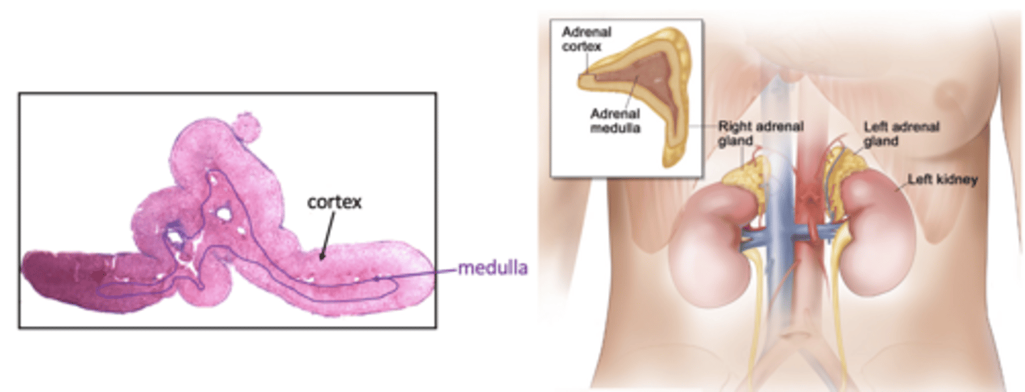 <p>adrenal glands (note the many lumens for veins in the medulla):</p>