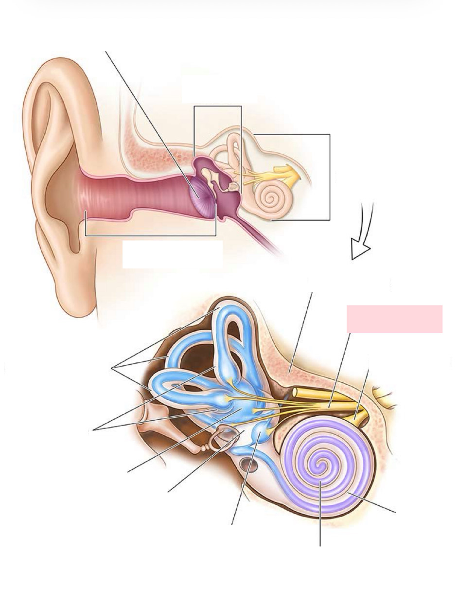<p>Label the Diagram</p>