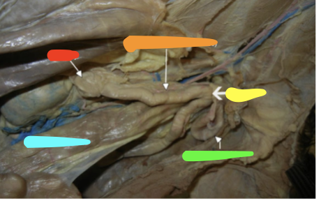 <p>orange line (fallopian tube)</p>