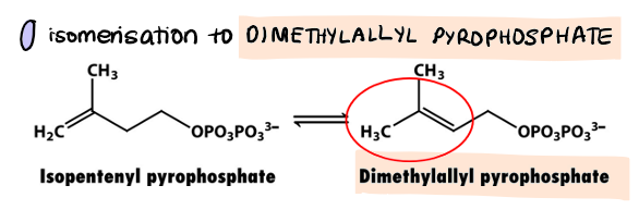 <p>isomerisation</p><p>isopentenyl pyrophosphate → <strong>dimethylallyl pyrophosphate</strong></p><p></p>