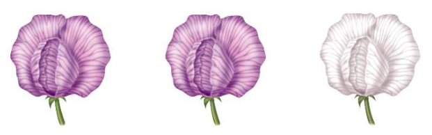 <p>Fill in the blank….</p><p>For purple vs. white pea plant flowers, the ( ) allele produces the purple color while the ( ) allele results in the absence of purple color. As such, for plants with either a PP, Pp, or pp genotype, they have ( )%, ( )%, and ( )% of the functional protein that produces the purple color.</p>