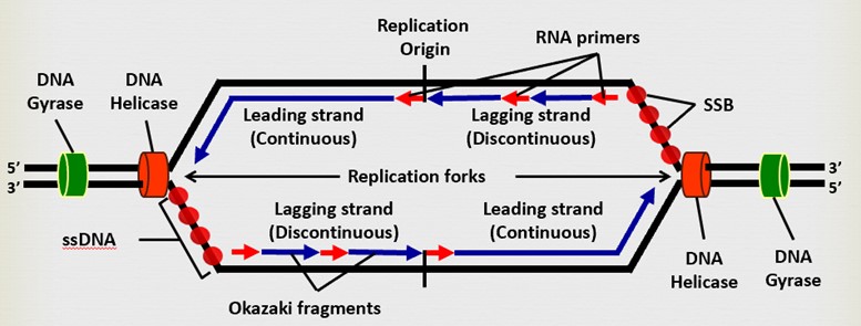 <p>Lagging strand</p>