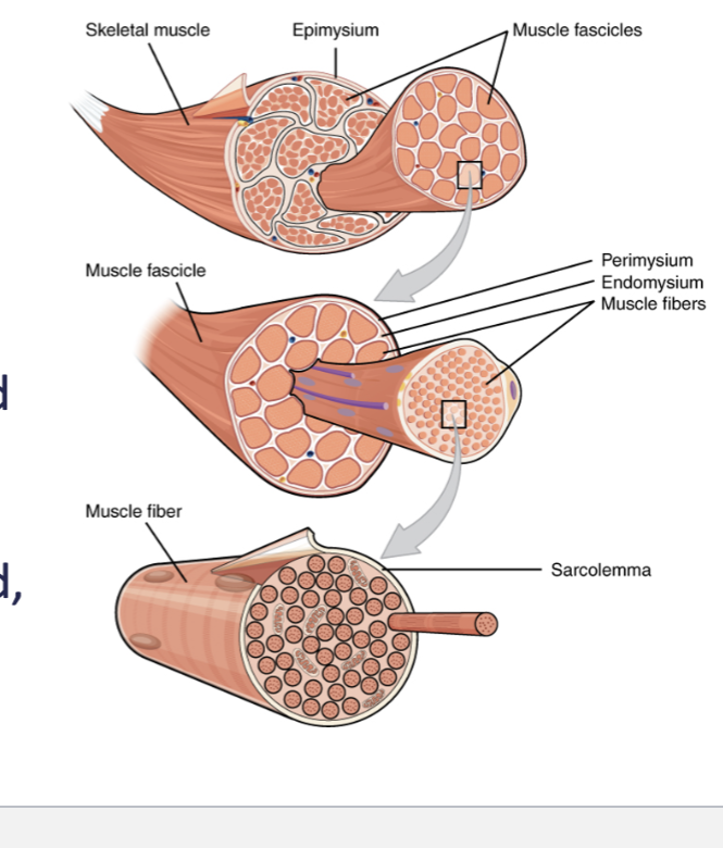 <p>around muscle fiber</p>