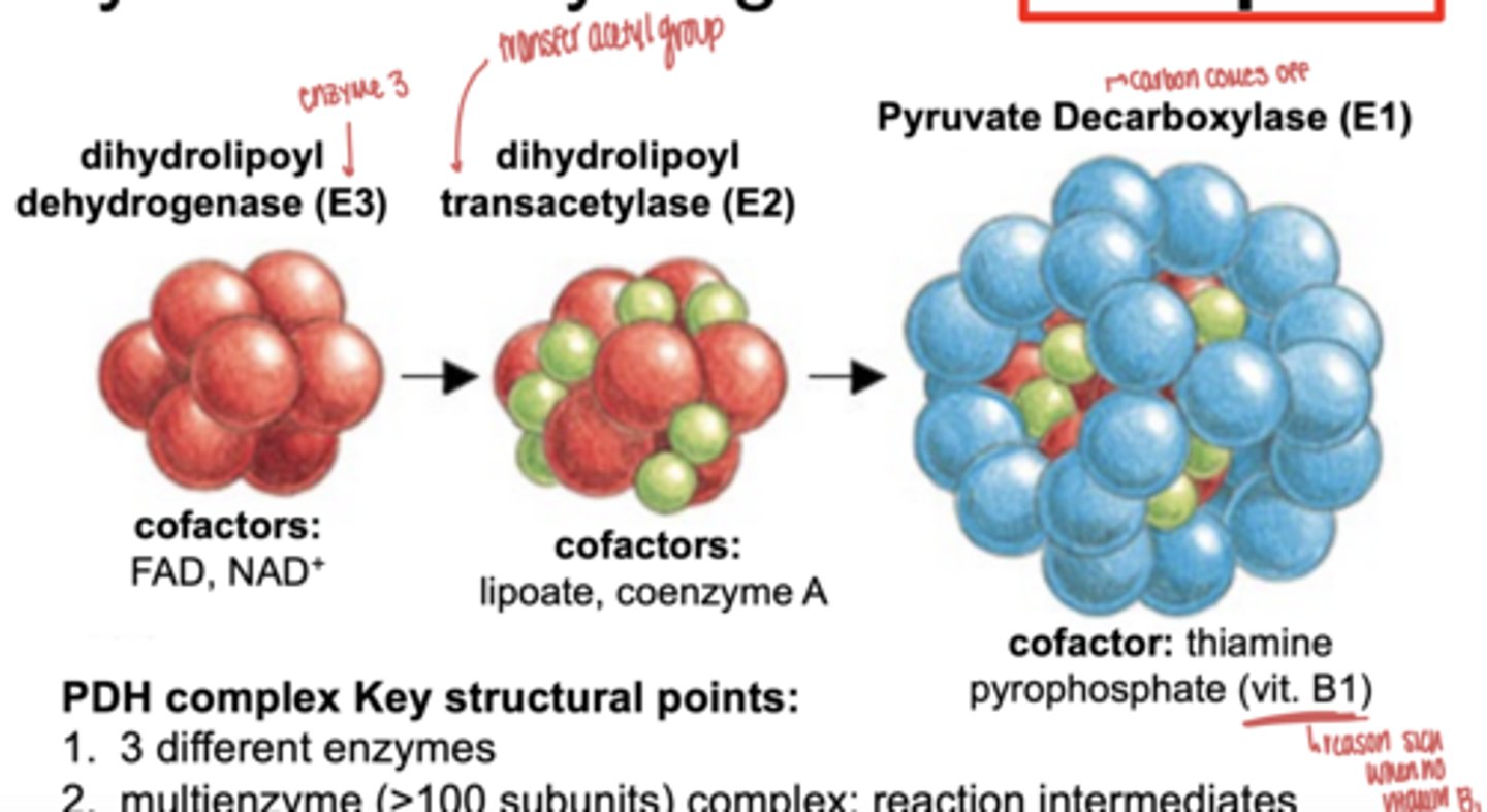 <p>- 3 diff. enzymes</p><p>- multienzyme ( >100 subunits) complex: reaction intermediates pass from enzyme to enzyme... assembly line</p><p>- essential cofactors participate in catalytic reactions</p>