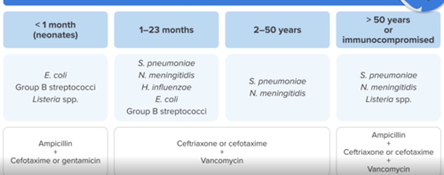 <p>Ampicillin (for Listeria coverage) + Cefotaxime (no ceftriaxone) or gentamicin</p><p>do not use ceftriaxone!!</p>