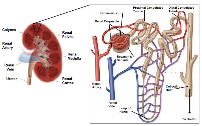 <p>Then the initial renal tubule is called the ______ ______ ______, which brings filtrate in a downwards direction.</p>