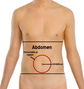 <p>Where is fat accumulated as the body changes in older adulthood?</p>