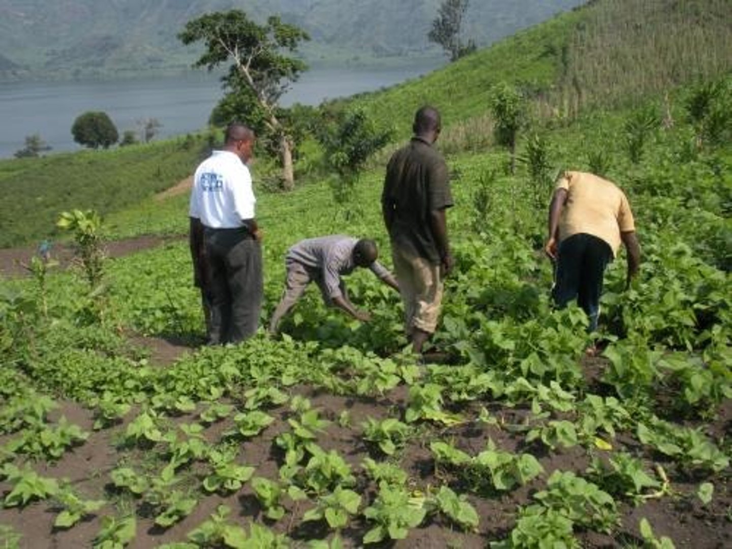 <p>Human actions that immediately affect species (e.g., overharvesting, poaching, illegal trade).</p>