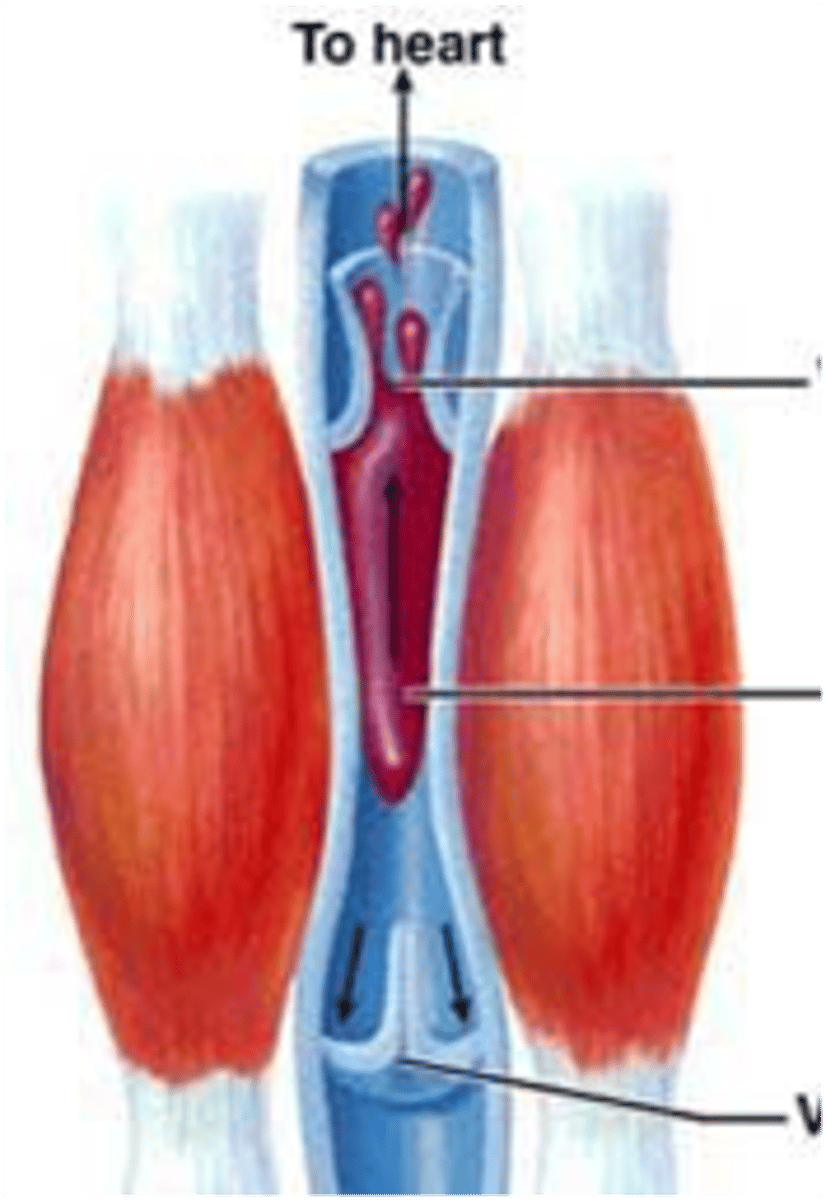<p>calf muscle pump</p>