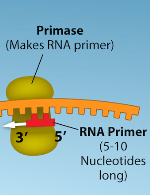 <p>short segments of RNA</p><p>serve as the foundation for DNA synthesis</p><p>1 needed for leading strand, multiple needed for lagging strand</p>