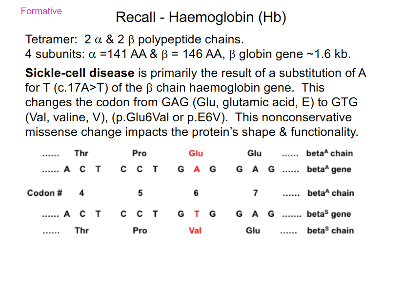 <p>- substiution of A for T (c.17A&gt;T) of the beta chain haemoglobin gene</p><p>- Glu -&gt; Val</p><p>- nonconservative missense: AA change from acidic, polar (Glu) to a Val (neutral and non-polar)</p>