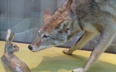 A carnivore that eats primary consumers