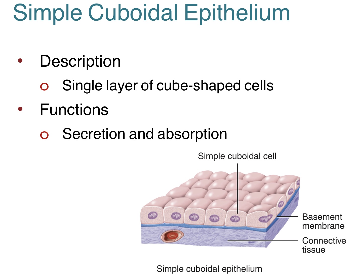 <p>The <strong>simple cuboidal epithelium</strong> is a single layer of cube-shaped cells.<br>-involved in secretion and absorption<br>-can be found along urinary tubules </p>