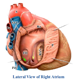 <p>-internal surface of right atrium is smooth posteriorly and raised into ridges anteriorly</p><p>-ridges composed of pectinate muscle</p><p>-auricle: diverticulum from the right atrium and has pectinate muscle</p><p>-superior vena cava, inferior vena cava, and coronary sinus open into the right atrium</p><p>-valve: leaflet of tissue surrounding the opening of the inferior vena cava and the coronary sinus</p>