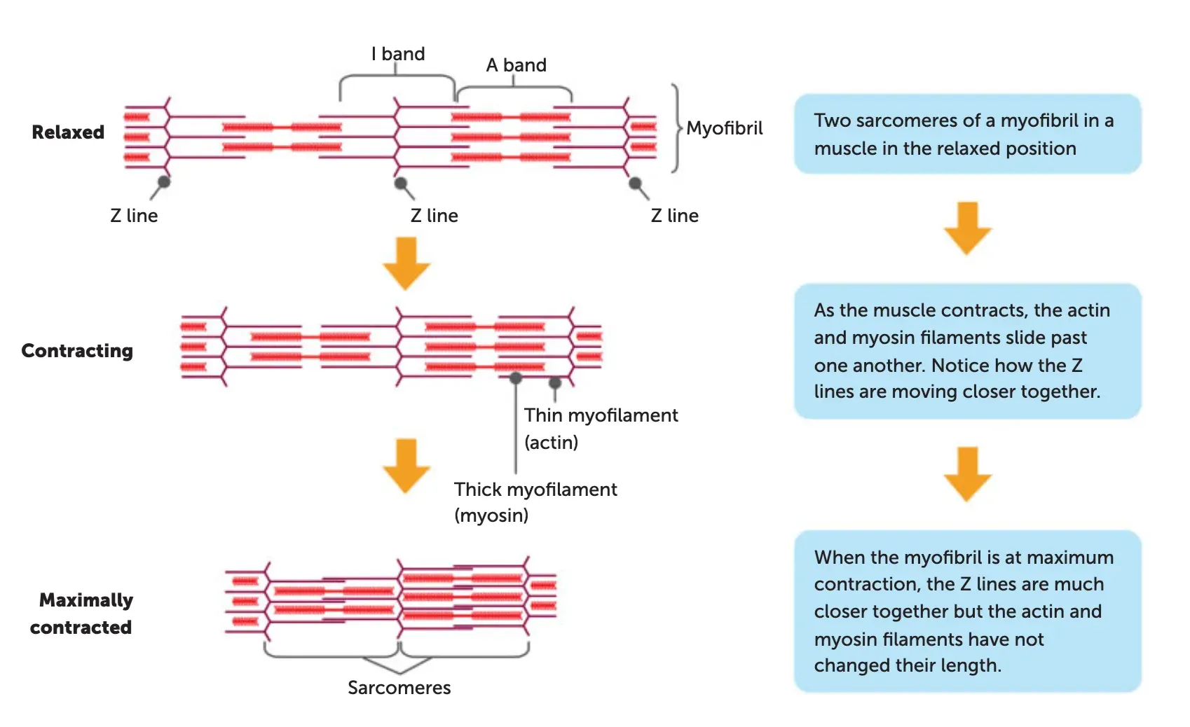 <ul><li><p>as the thin actin and thick myosin filaments slide over one another, the Z-lines are drawn closer together and the sarcomere is shortened</p></li><li><p>this results in shortening of the muscle fibres and shortening of the whole muscle</p></li><li><p>ATP is required for the shortening of muscle fibres</p></li></ul><p></p>