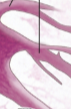 <p>Dendrites</p>