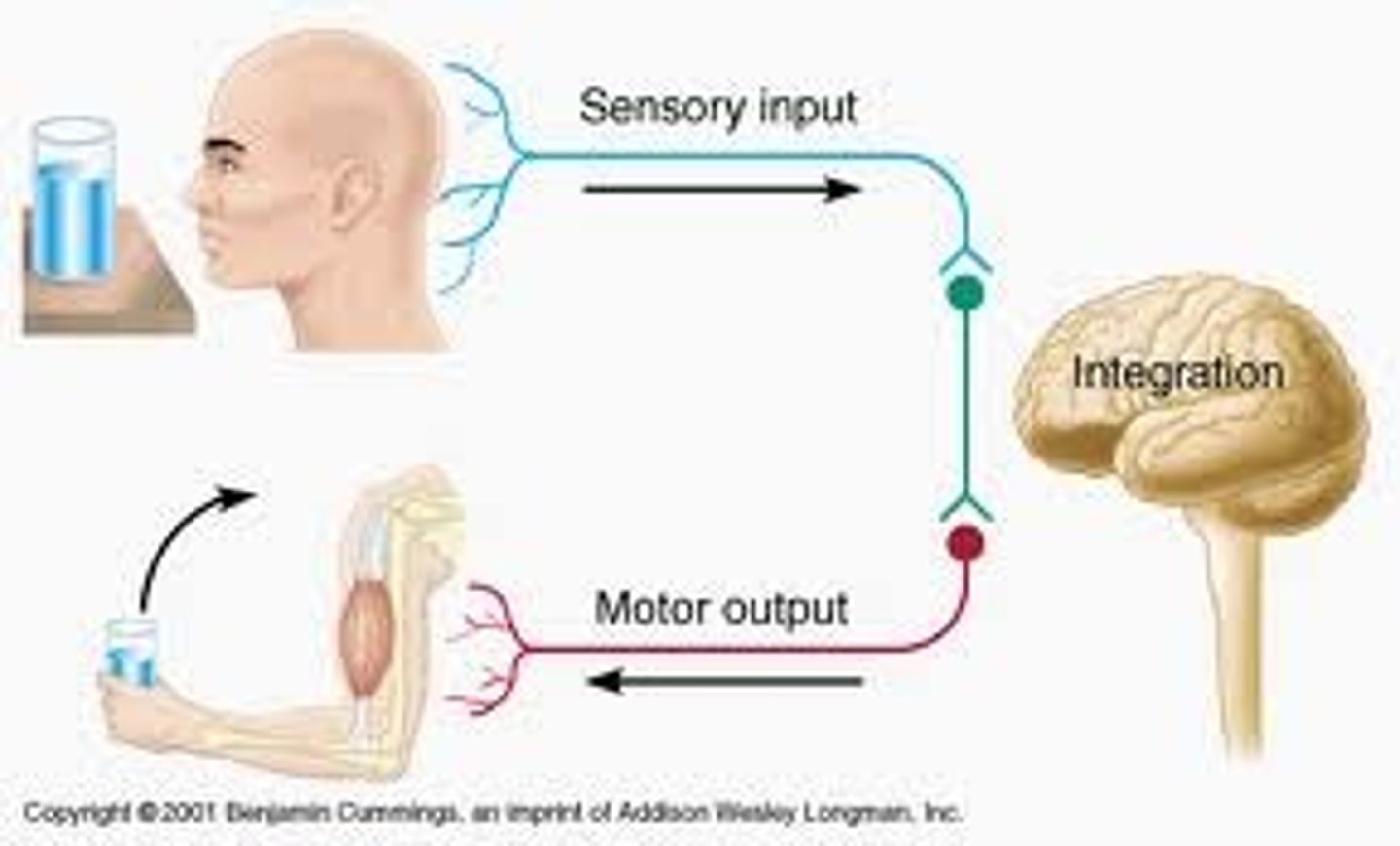 <p>- Cranial Nerves (12 Pairs)</p><p>- Motor Neurons</p><p>- Sensory Neurons</p>