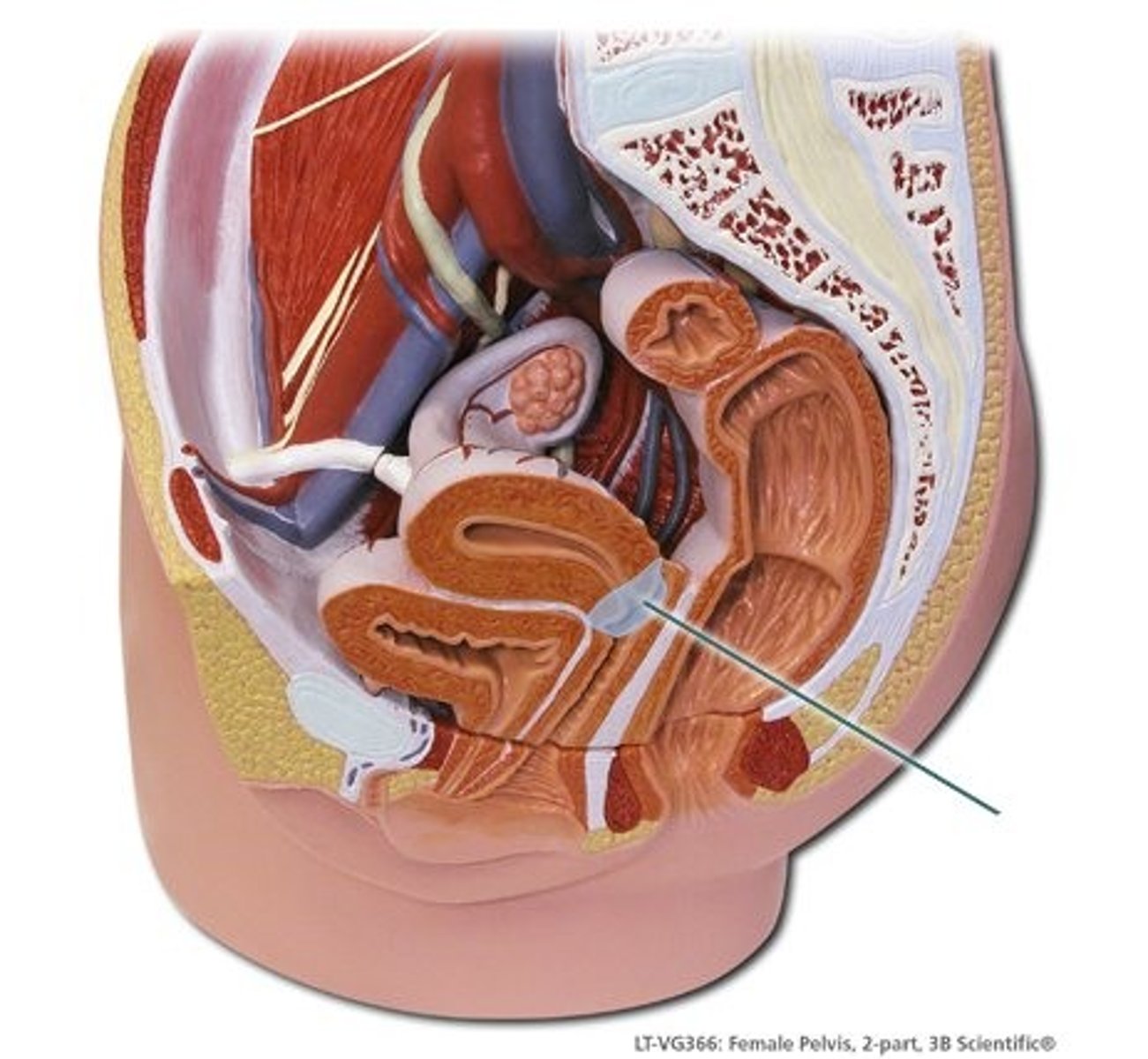 <p>- Strong muscular band at the lower end of the uterus</p><p>- Prevents the fetus from entering the birth canal prematurely</p><p>- Plugged with mucus to reduce uterine infections</p><p>- Thins and dilates 10cm when giving birth</p><p>- PAP Test: gentle sample of cervical cells to check for abnormalities (precancerous cells)- early detection has high cure rates and HPV is a virus that causes 70% cervical cancers, among many others.</p>