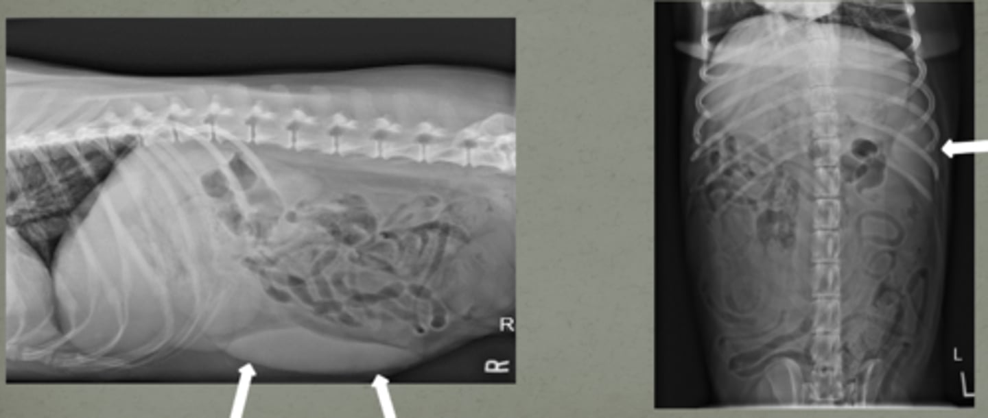 <p>is this a normal or abnormal spleen?</p>