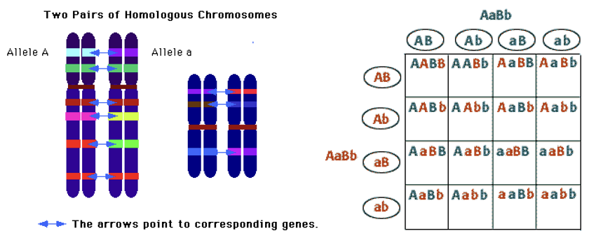<p>Inheritance of one character gene does not affect the inheritance of another.</p>