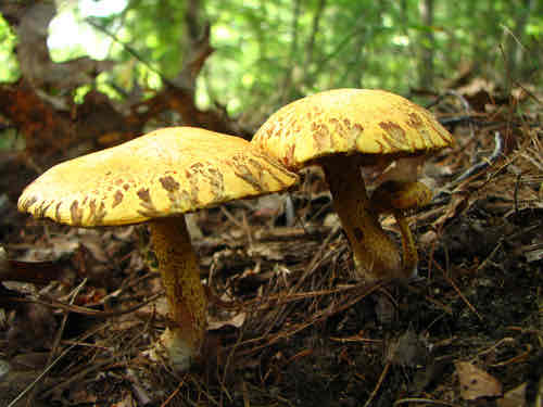 <p>Edible</p>