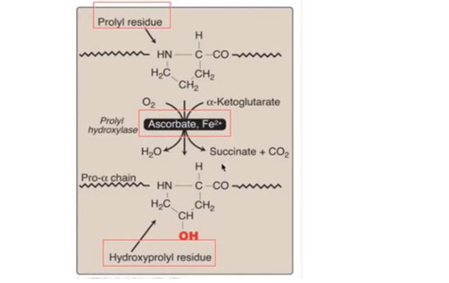 <p>post translational modification of protein eg formation of hydroxyprolyl residue <br>- Done by prolyl hydroxylase <br>- Vitamin C is extremely important for this modification</p>