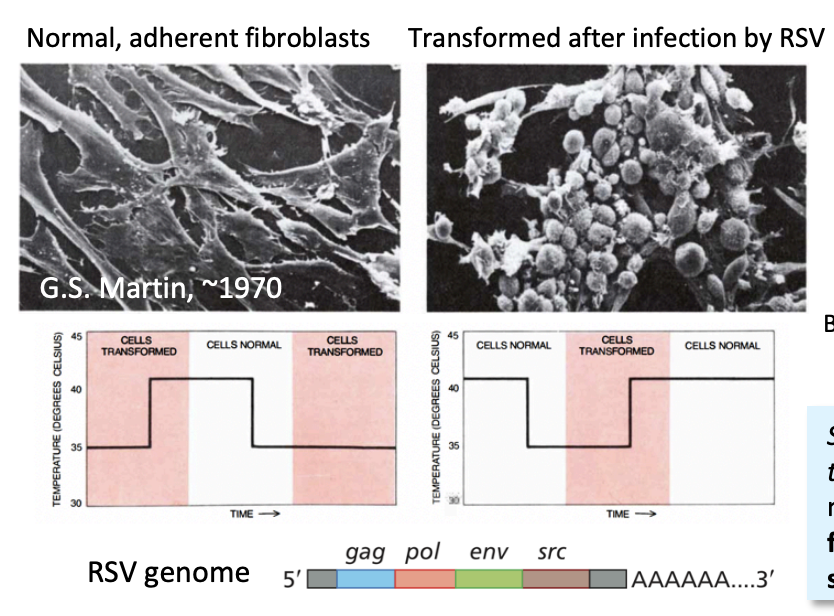 <ol><li><p>Transformed cells with a virus mutant which was temperature sensitive</p></li><li><p>At normal temperate→ no cancer</p></li><li><p>At restrictive 35C temperature→ cancer</p><ul><li><p>because virus manifested here</p></li></ul></li><li><p>The gene that was for this ts mutation was found</p><ul><li><p><strong>v-SRC gene</strong></p></li></ul></li></ol><p></p>