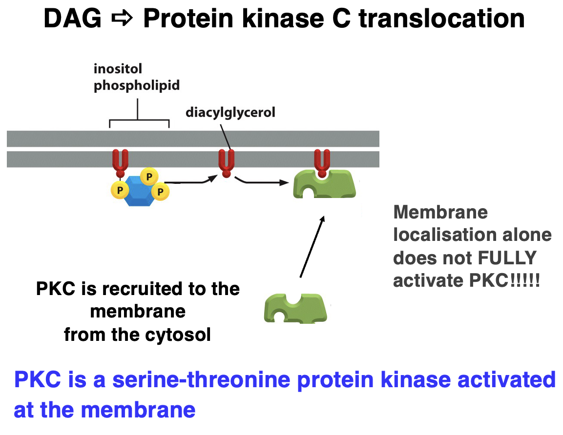 <p>• Diacylglycerol (DAG) = lipid-derived second messenger.</p><p class="p2">• activates PKC, but additional factors (like Ca²⁺) are required for full activation of PKC</p><p class="p3"></p><p class="p4">Steps of PKC Activation:</p><p class="p5">1. Phospholipase C (PLC) Activation – Cleaves PIP₂ into DAG and IP₃.</p><p class="p6">2. DAG Stays in the Membrane – Acts as an anchor for PKC.</p><p class="p6">3. PKC Recruitment – PKC translocates from the cytosol to the membrane.</p><p class="p6">4. Full Activation – Requires Ca²⁺ and other cofactors.</p><p class="p5">5. Cellular Effects – PKC phosphorylates target proteins, regulating cell growth, metabolism, and gene expression.</p><p class="p3"></p><ul><li><p class="p4">PKC is a serine-threonine kinase activated at the membrane!</p></li></ul><p></p>