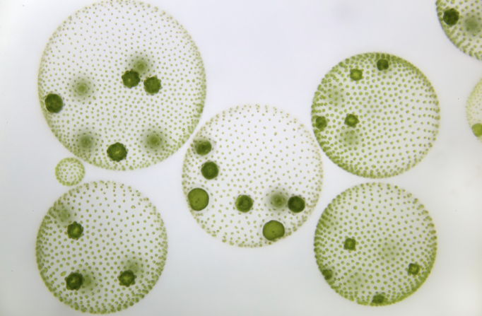* Colonial, Phylum: Chlorophyta, Photosynthetic, closely related to plants, Biflagellate 