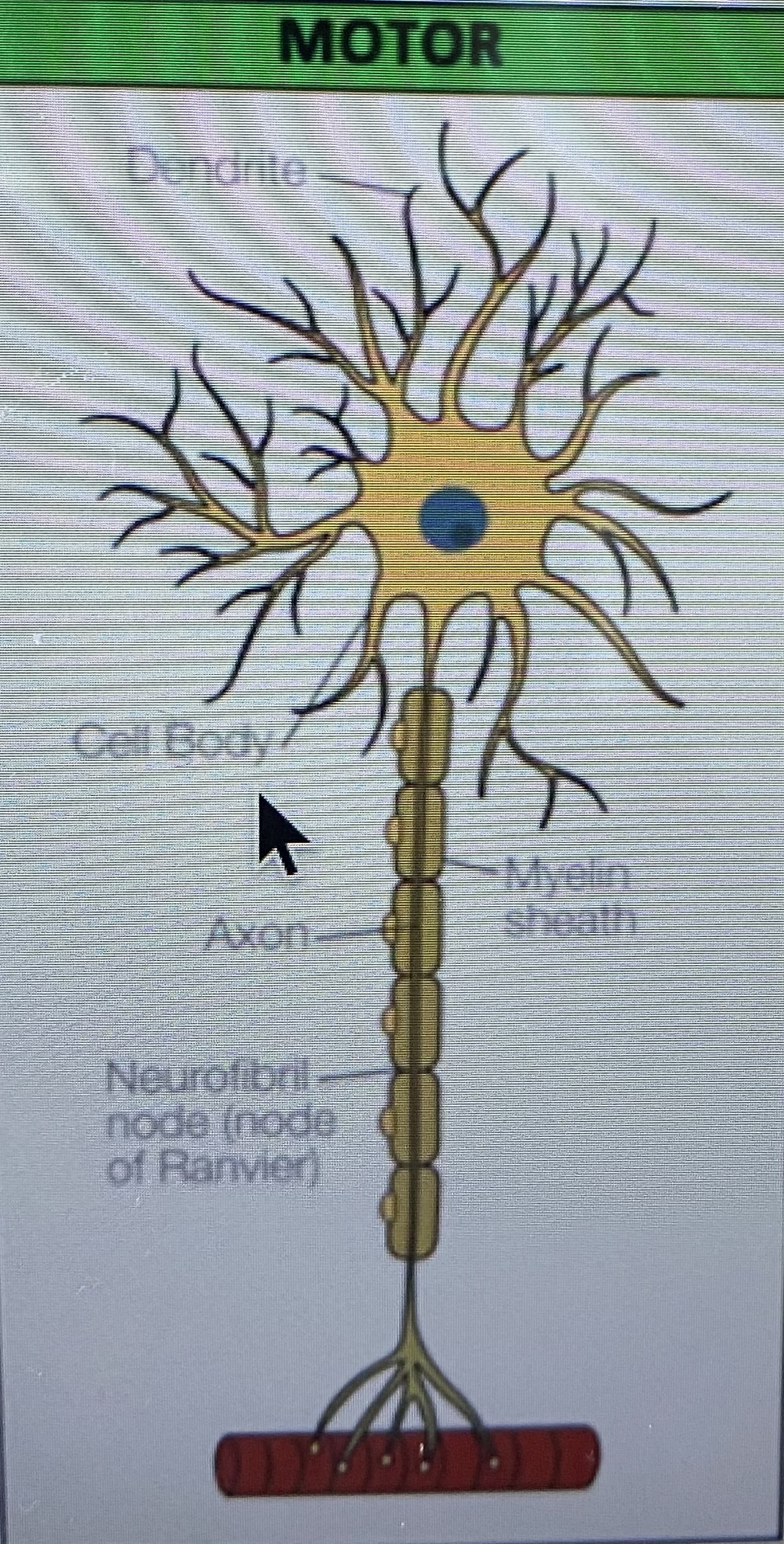 knowt flashcard image