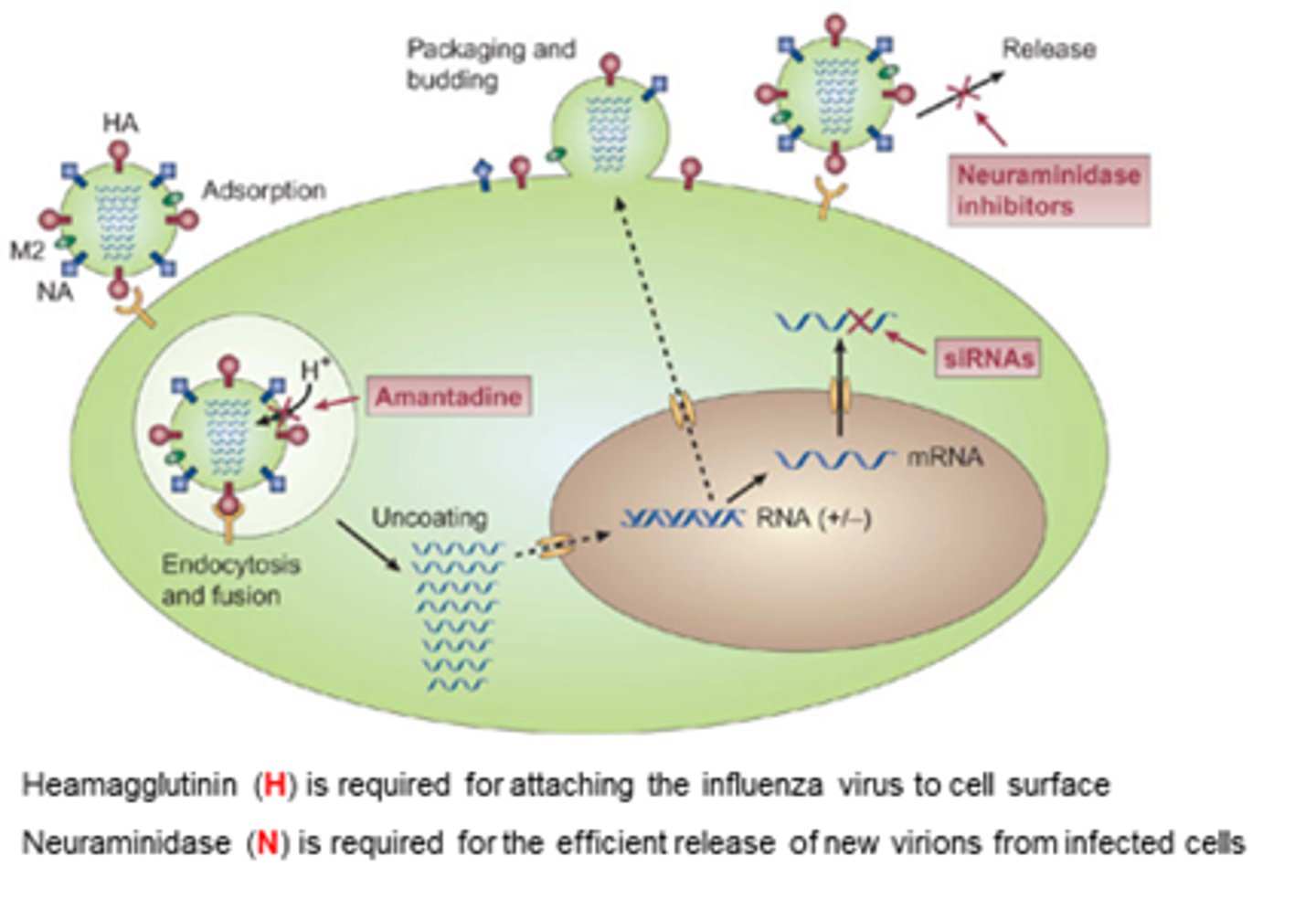 <p>Efficient release of new virions from infected cells.</p>
