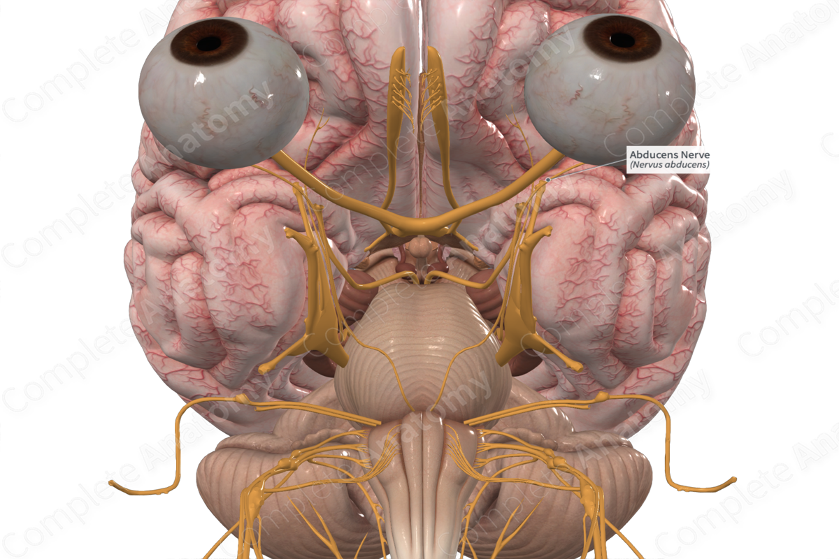 <p>Nerve responsible for controlling the lateral rectus muscle of the eye, which abducts (moves the eye outward)</p>