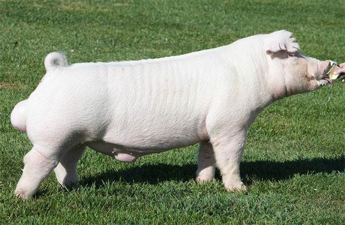 <p>Known as a maternal breed with high conception rates, developed in PA.</p>