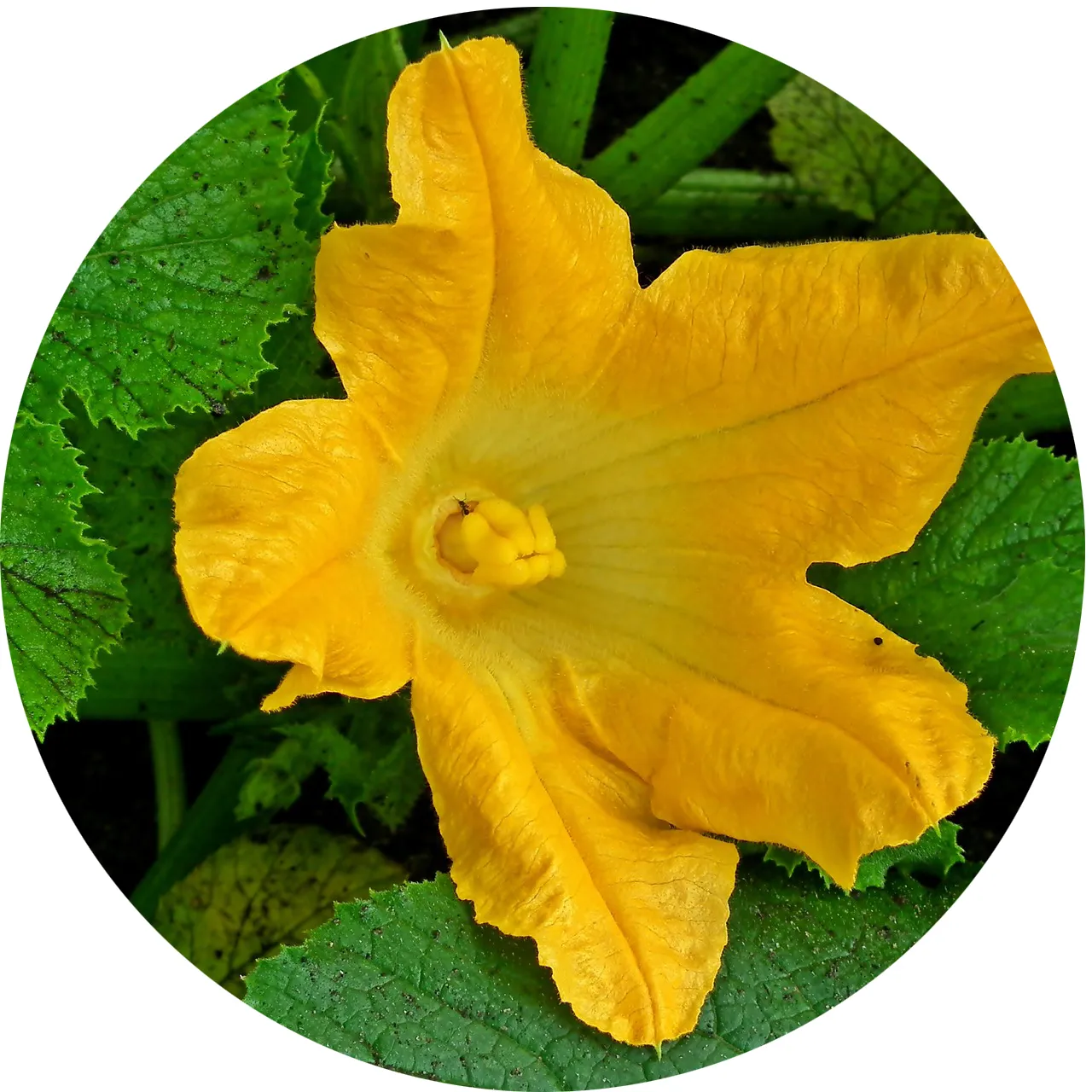 <p>Define imperfect flowers </p>