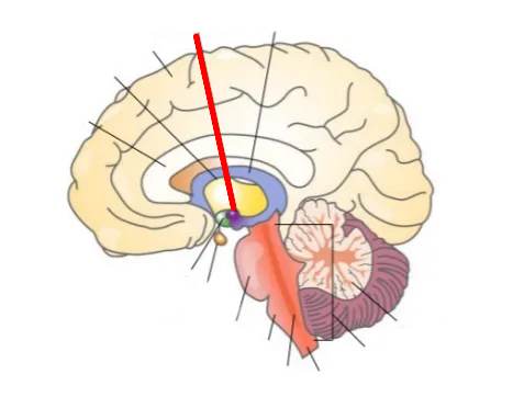 <p>Amygdala</p>