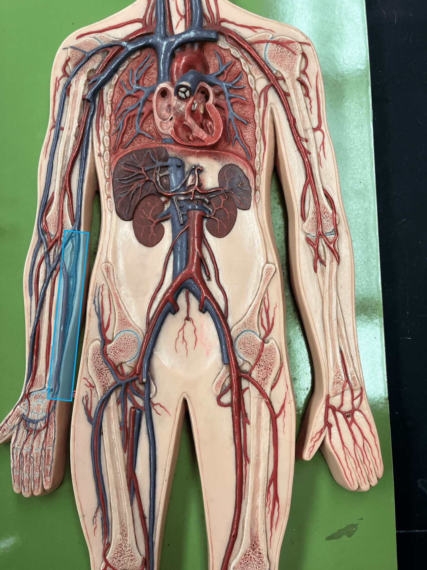 <p>• A vein of the upper limb.</p>
<p>• Drains the medial hand and forearm.</p>
<p>• Empties into the brachial vein.</p>