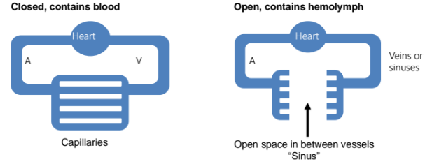 <p>closed system means blood is confined only to vessels and doesn’t fill open space. </p><ul><li><p>has higher pressure</p></li><li><p>mostly vertebrates</p></li></ul><p>open system contains hemolymph, which enters the sinus (open space)</p><ul><li><p>lower pressure but less efficient</p></li><li><p>arthropods and mollusks</p></li></ul><p></p>