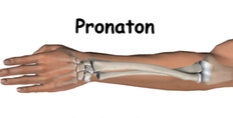 <p>Pronation</p>