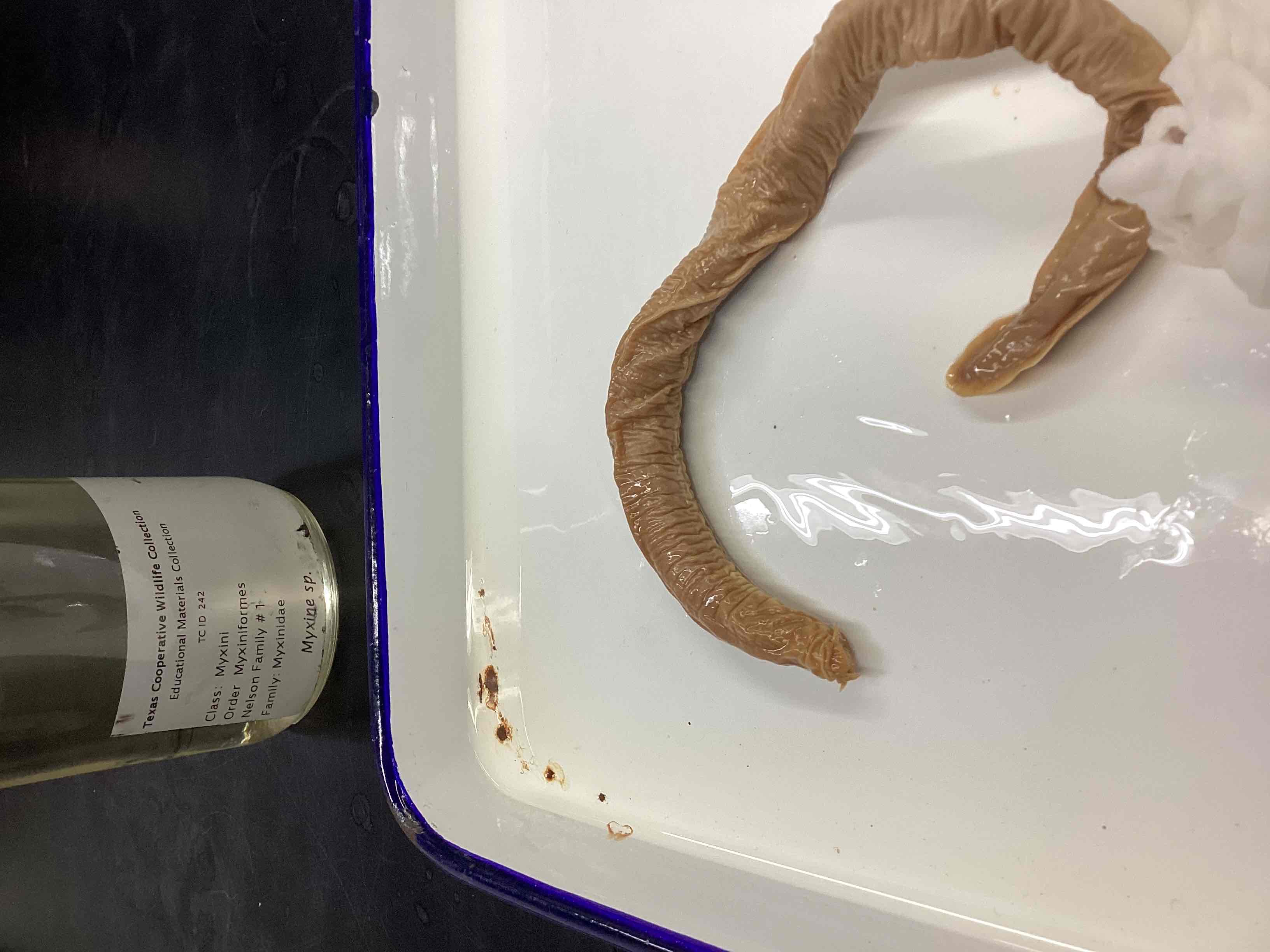 <p>Hagfish</p>