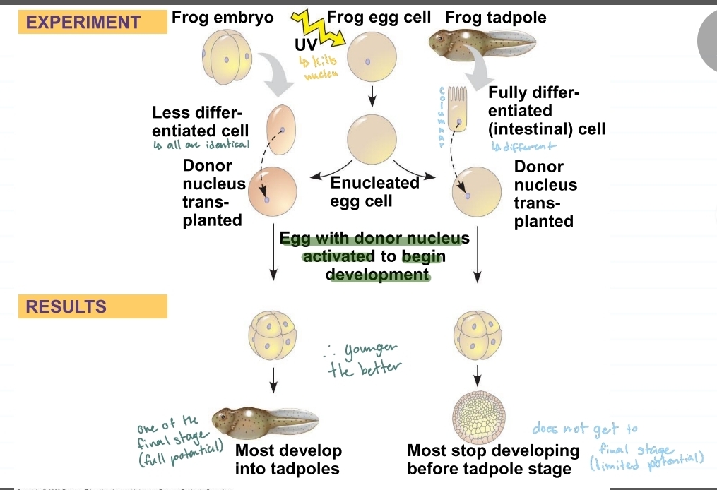 <p>cloning animals: nuclear transplantation</p>