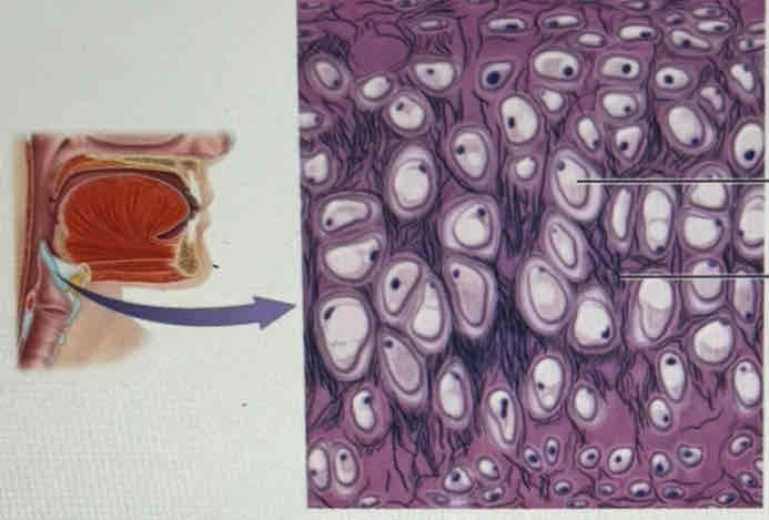 <p>What tissue is this?</p>