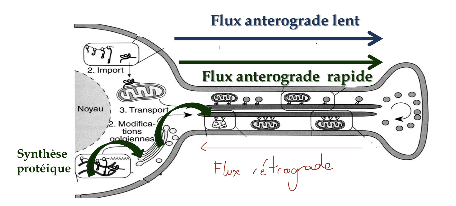 <p>1-flux antérograde lent (1-4mm/jour)</p><p>2-flux antérograde rapide (100-400mm/jour)</p><p>3-flux rétrograde (200mm/jour)</p>