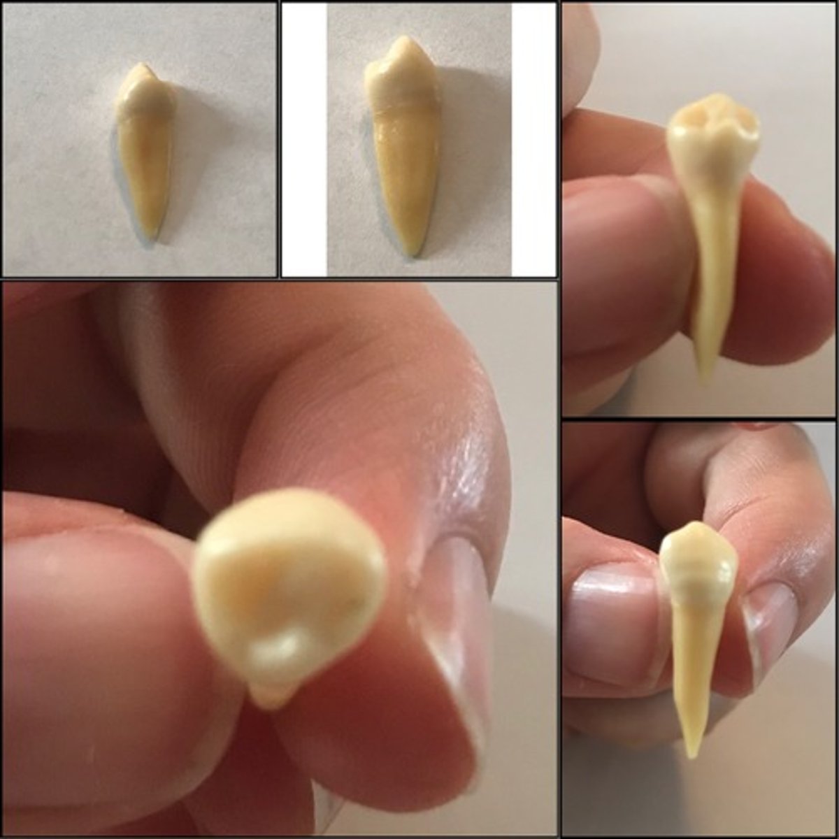 <p>What tooth is this ?</p>