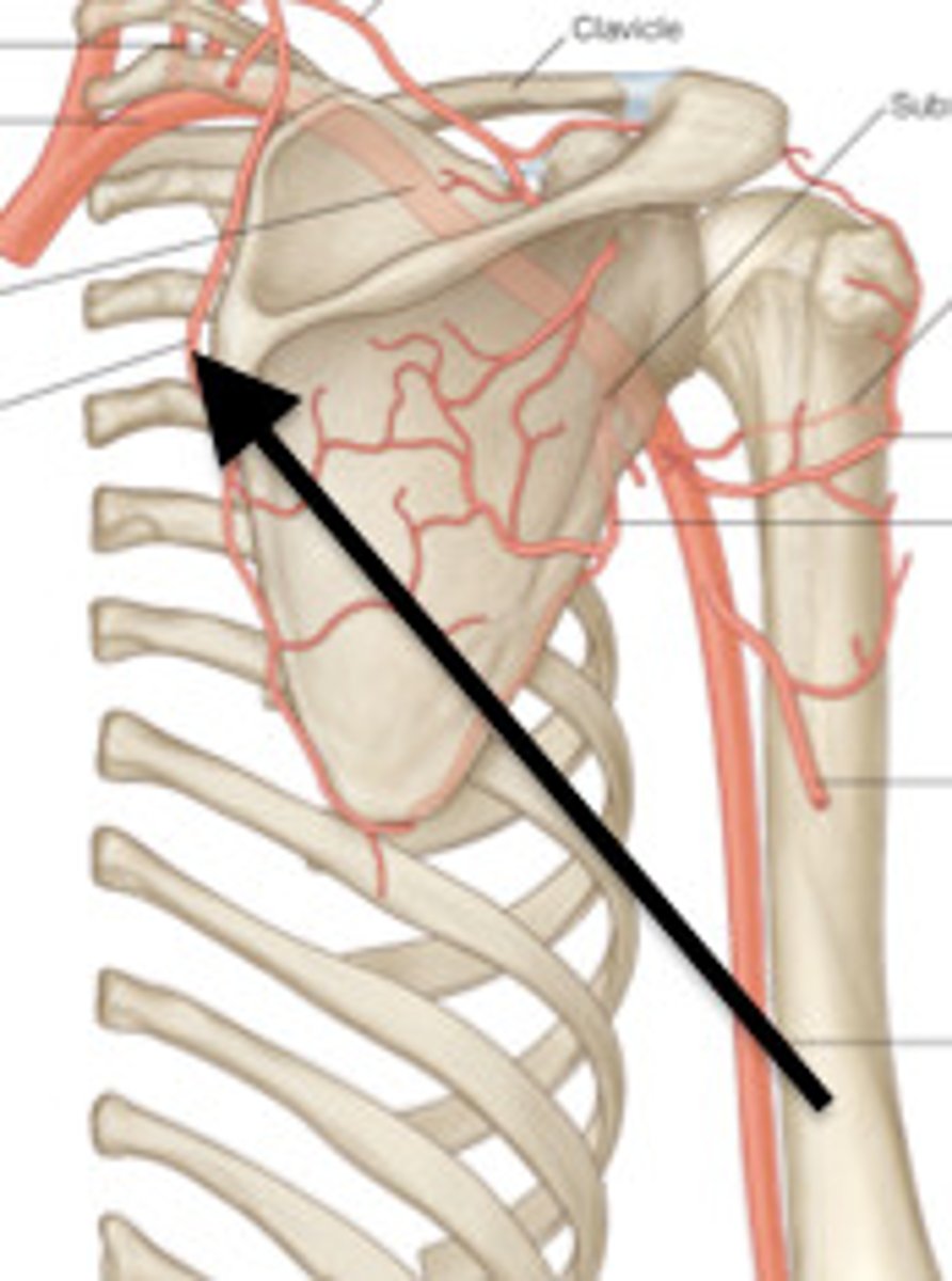 <p>artery in LCR</p>