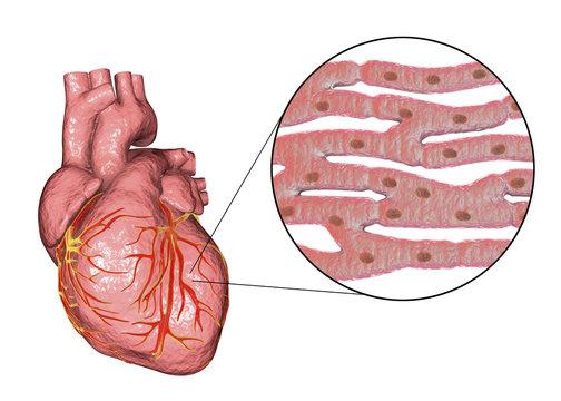 <p>involuntary muscle tissue type found only in the heart</p>