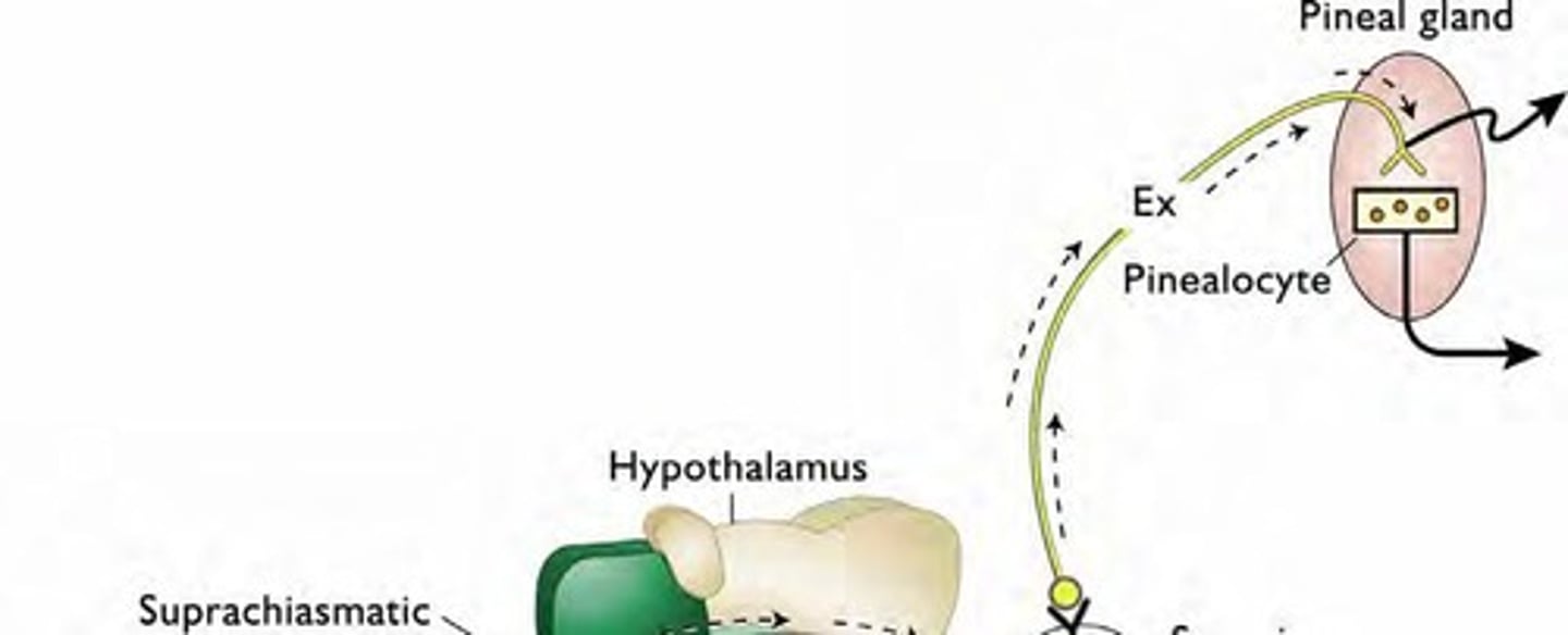 <p>Sends signals to regulate melatonin release from the pineal gland.</p>